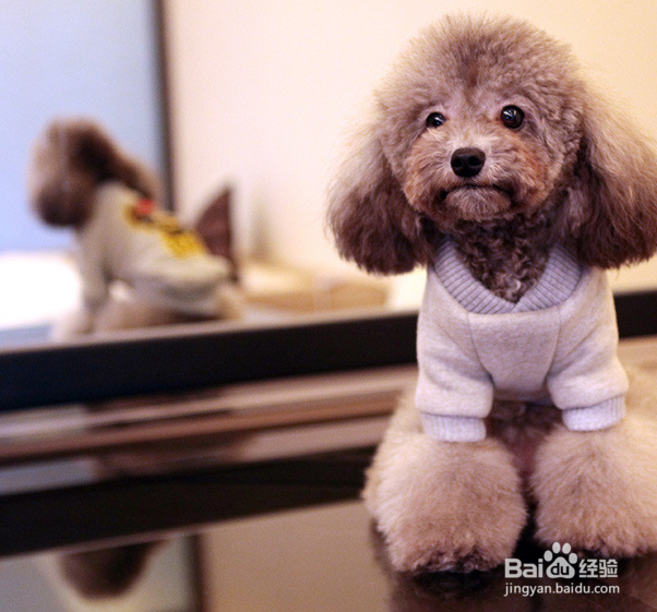 如何巧妙搭配狗狗服饰