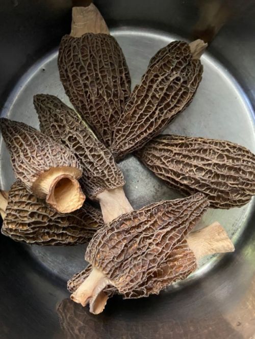 清蒸羊肚菌包肉