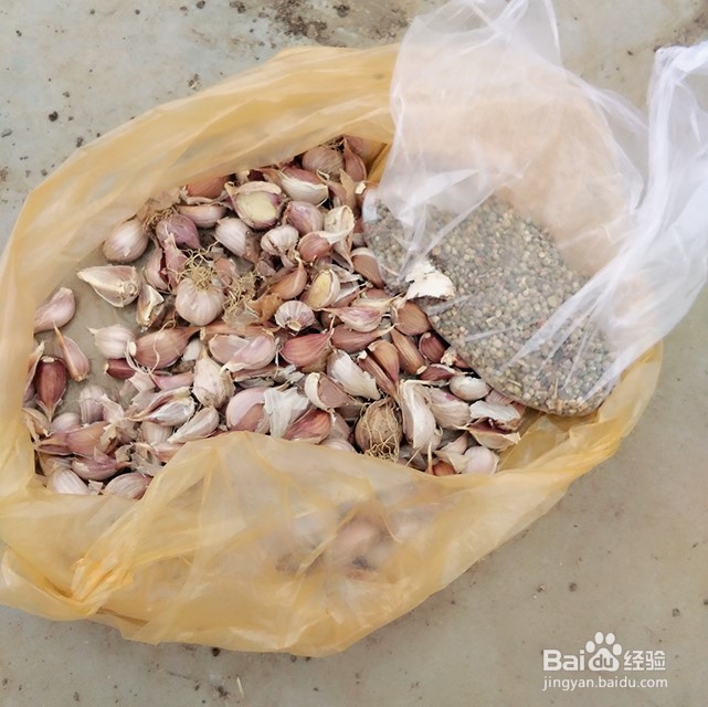 大蒜与菠菜间作提高种植效率的妙方