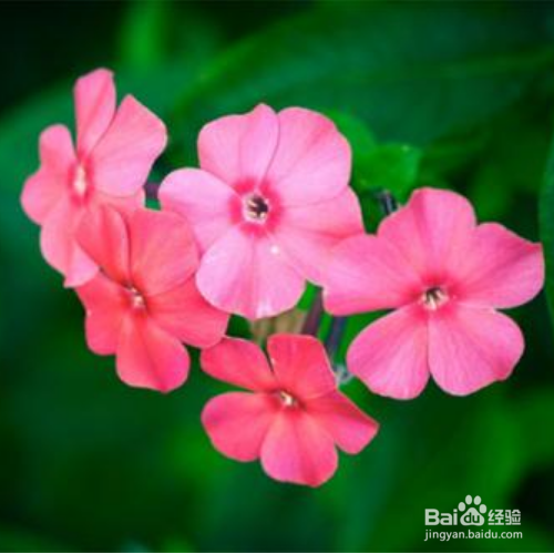 飘香藤怎么养