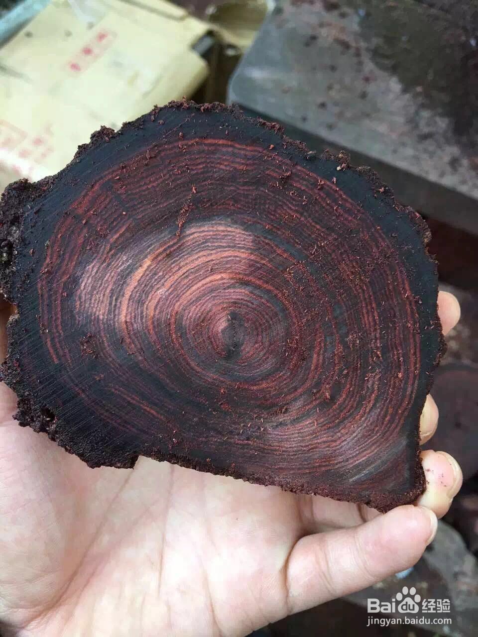 赏玩海黄心得分享