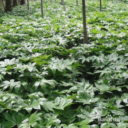 八角金盘常见虫害及其防治？