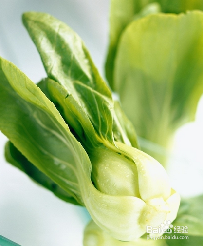 适合冬天吃的蔬菜