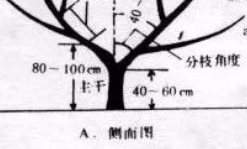 果树怎样剪枝最好