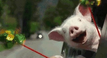 养宠物猪的注意事项