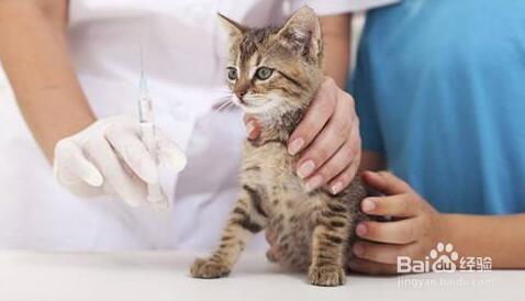 被猫抓伤怎么办