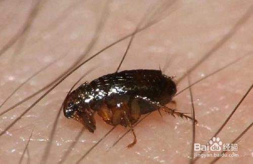 身上有跳蚤怎么彻底清除