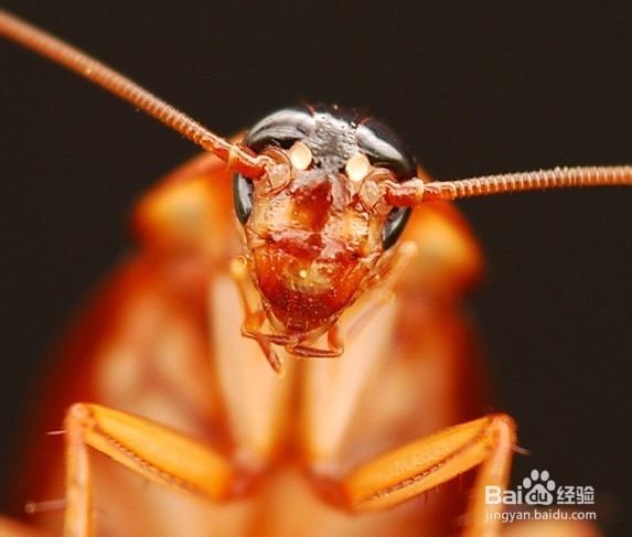 杀蟑螂最有效的方法