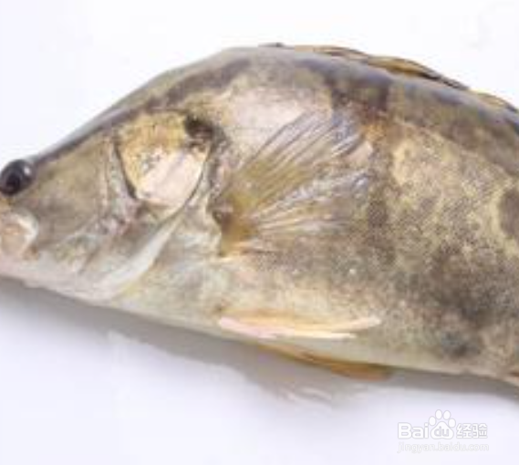 桂鱼是淡水鱼还是海鱼