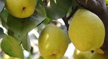 去北镇旅游，有什么美食是必吃的呢？