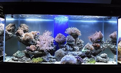 水族箱如何护理?