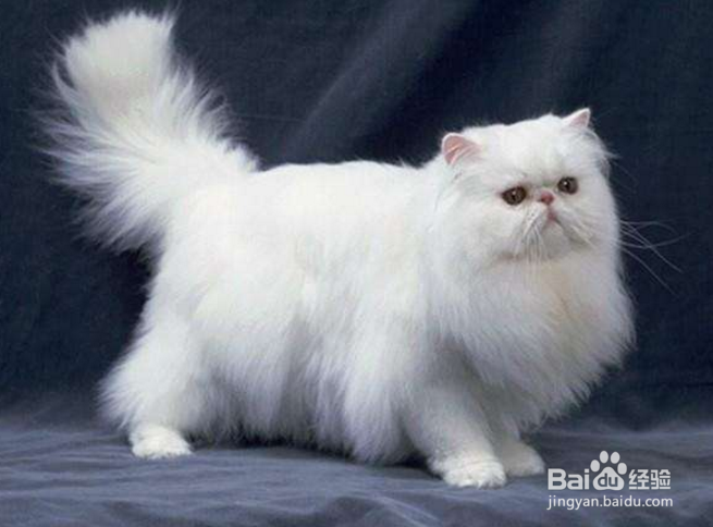 如何识别猫咪身上的猫癣