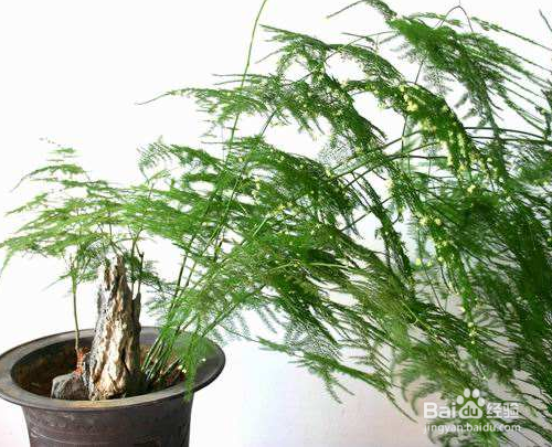 文竹养护中需要注意哪些问题？