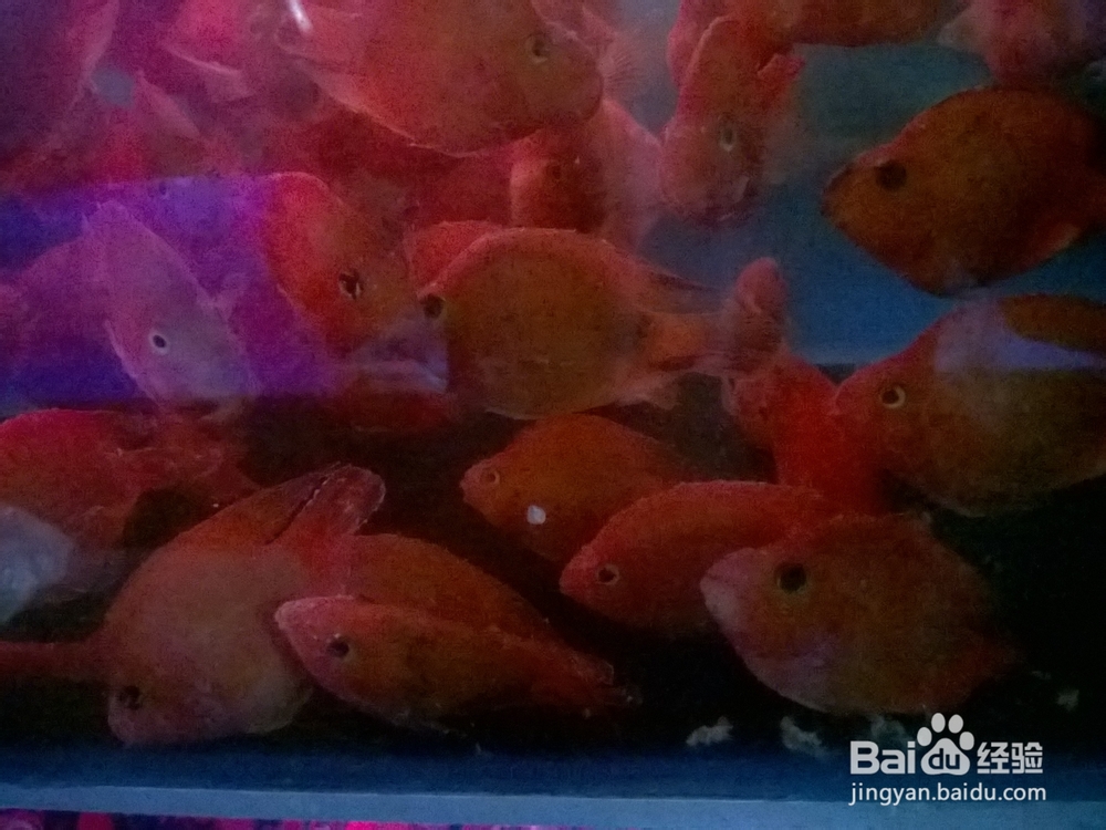 分享下热带鱼血鹦鹉常见病--水酸