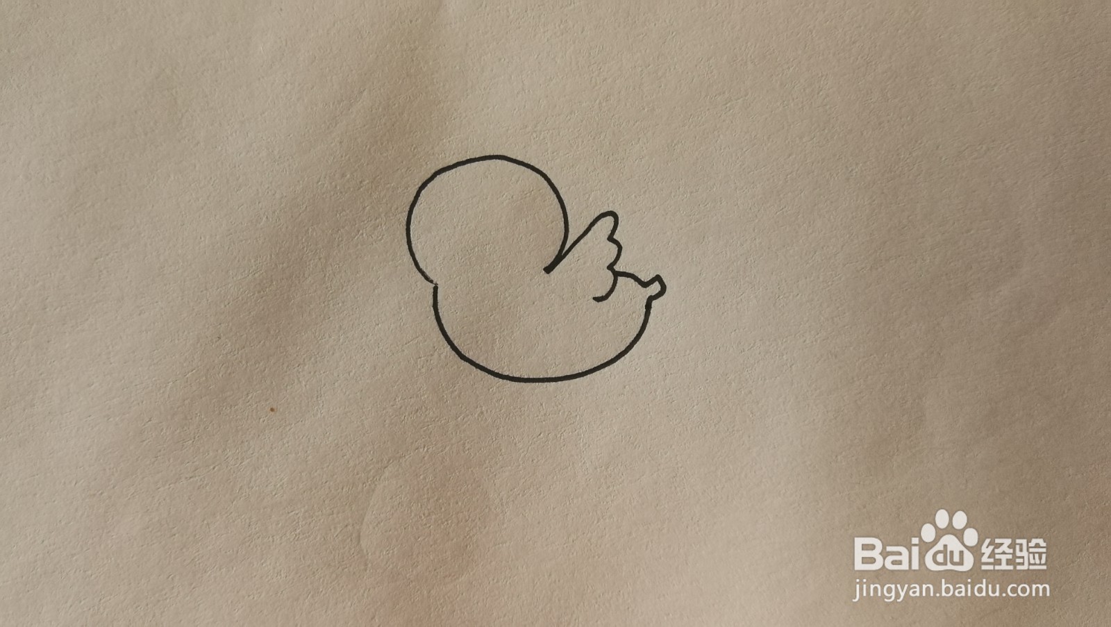 #经验分享官#小鸡的简笔画