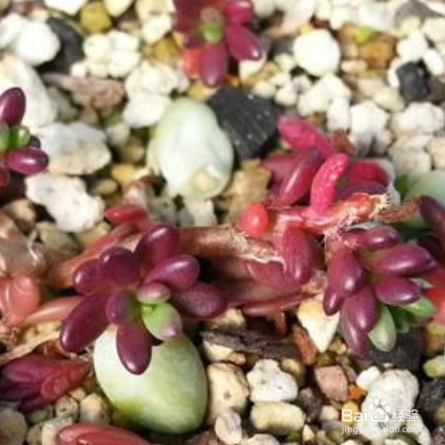 紫米粒多肉植物怎么养