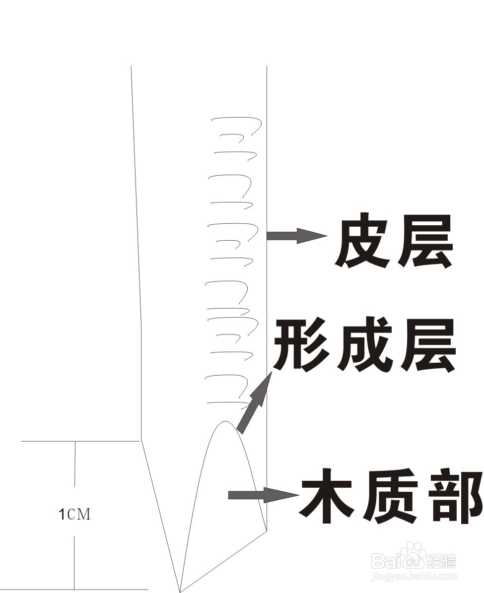 牡丹繁殖嫁接法