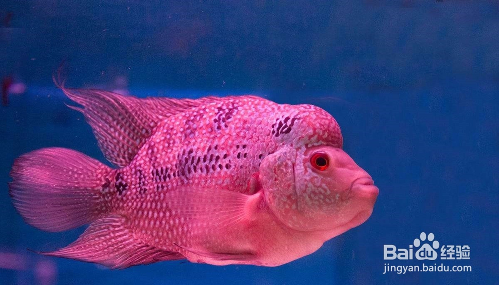 怎么购买具有较高价值的观赏鱼