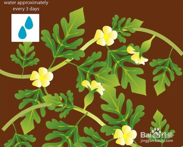 西瓜种植方法与时间