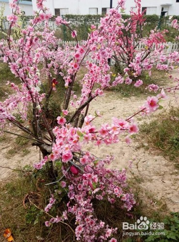 玫瑰海岸出行攻略