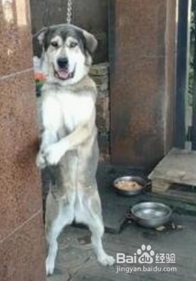怎么教泰迪恭喜发财