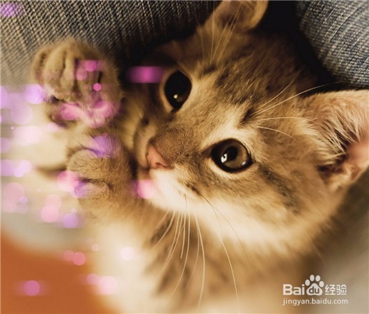 怎么养一只刚刚断奶的小猫咪