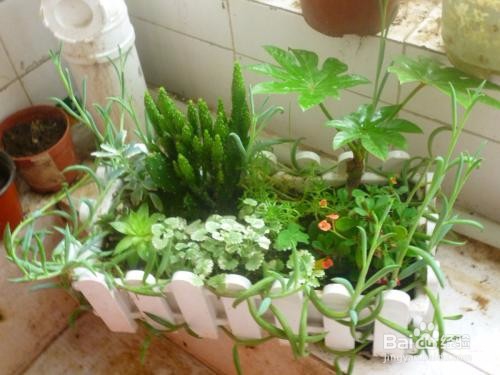 家庭养花，用药需要注意啥？