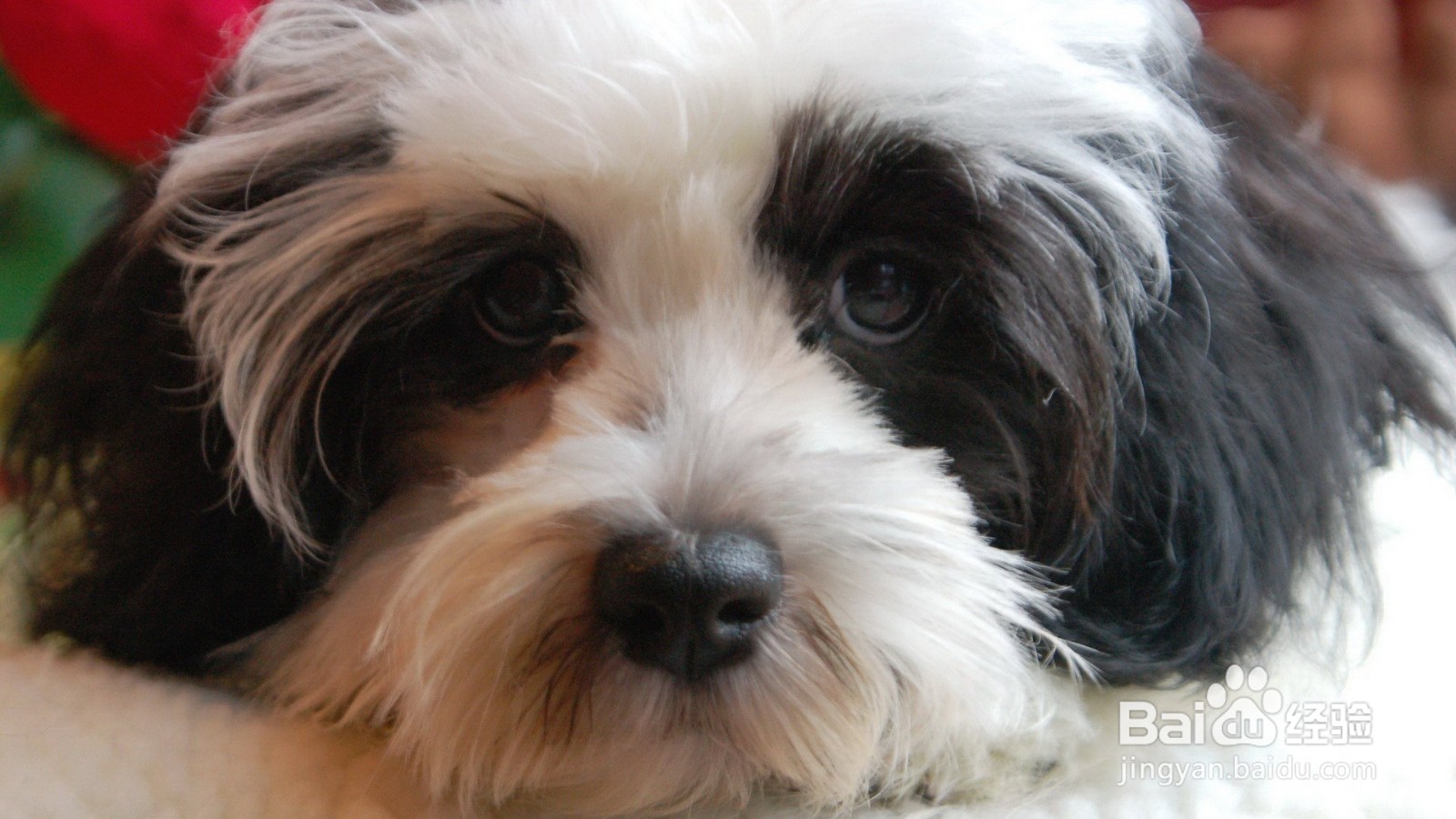 恋爱中,如何避免对方查看手机?