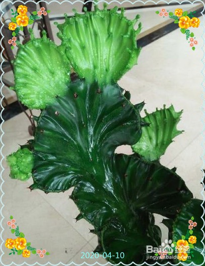 麒麟掌黄叶子怎么办
