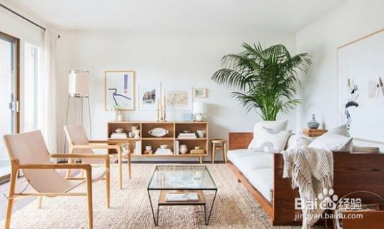 客厅大，花盆栽啥花好