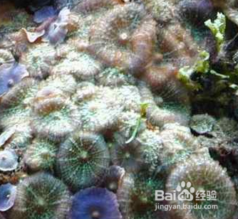 绿木耳皮革珊瑚怎么养