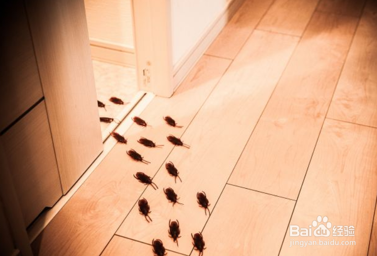 小强蟑螂怎么杀死