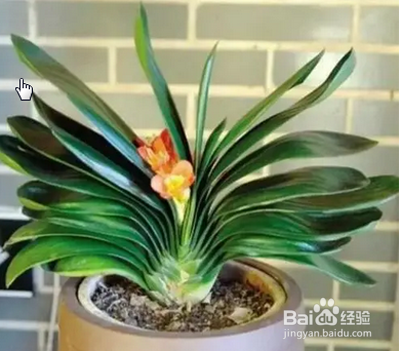 君子兰如何过夏天