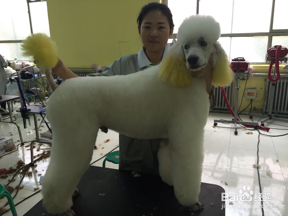 想把宠物美容学的更精需要还需要了解什么