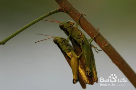 蚂蚱怎么分公母?