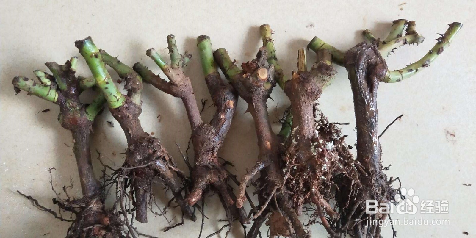 玫瑰花种植多久浇一次水教程