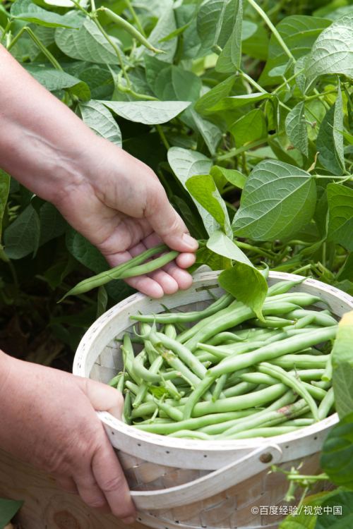 豆角怎么种出的快
