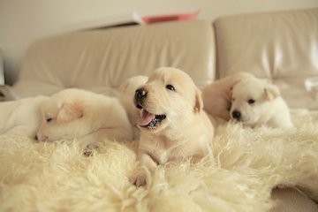 金毛下崽了怎么卖掉