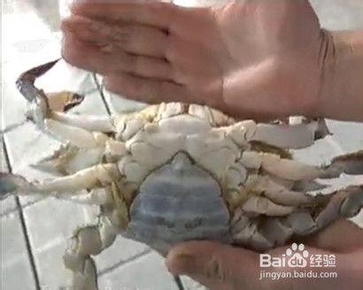 巧挑最新鲜便宜的螃蟹 梭子蟹巧区分便宜40元