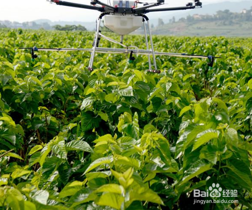 西瓜苗被虫吃怎么办