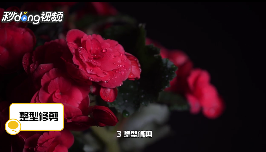 丽格海棠的养殖方法