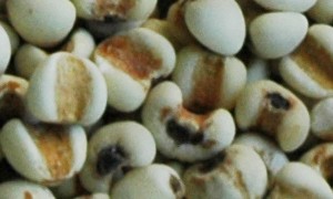 黑米薏米仁红枣粥怎么做