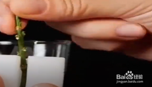 怎么利用家里的桔子种桔子树