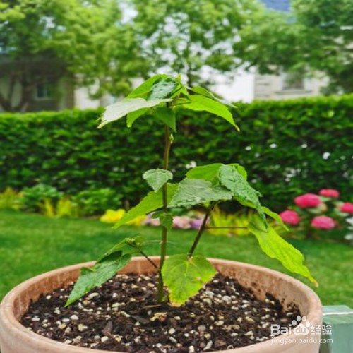 苘麻悬铃花怎么养