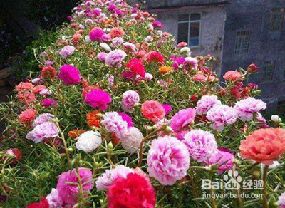 太阳花怎么修剪爆盆