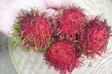 食用红毛丹的好处及注意事项