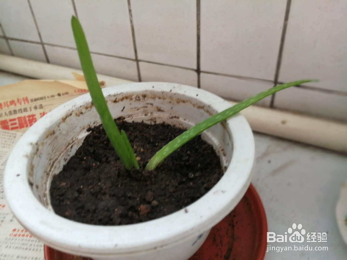 怎样快速消除蚊虫叮咬后的痒痛