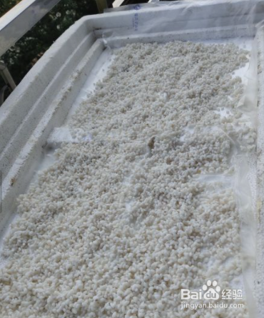 糯米生虫子处理小诀窍