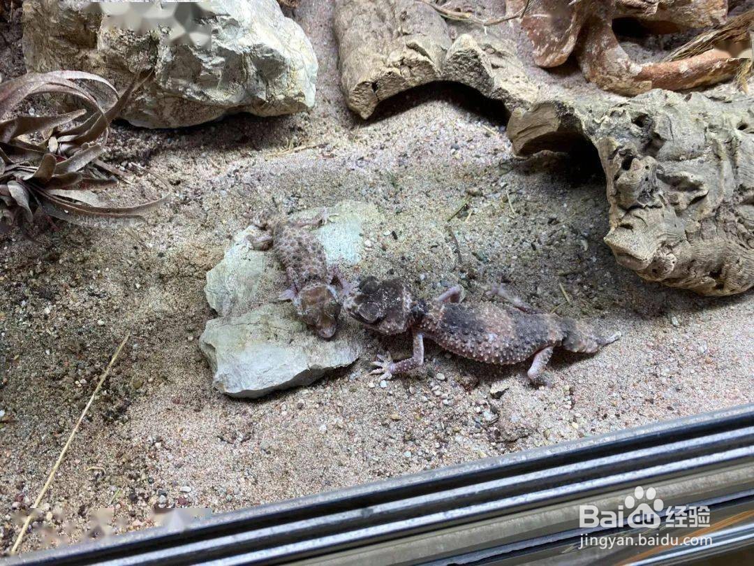 养守宫需要准备什么#校园分享#