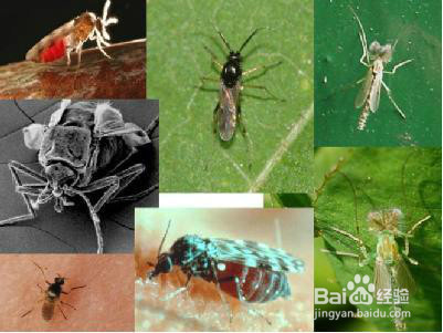 为什么路灯周围会聚集许多飞虫